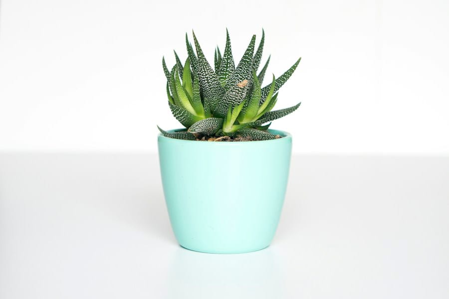 Um cantinho mais verde
